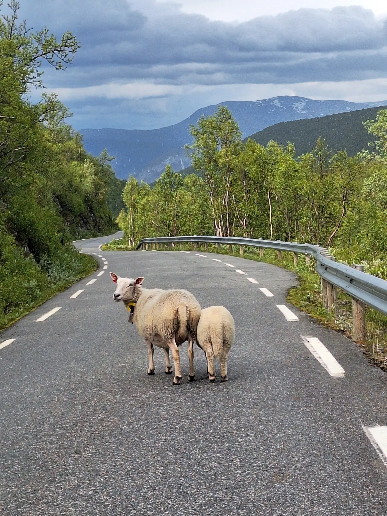 sheep and lamb on a winding road in Norway mountains