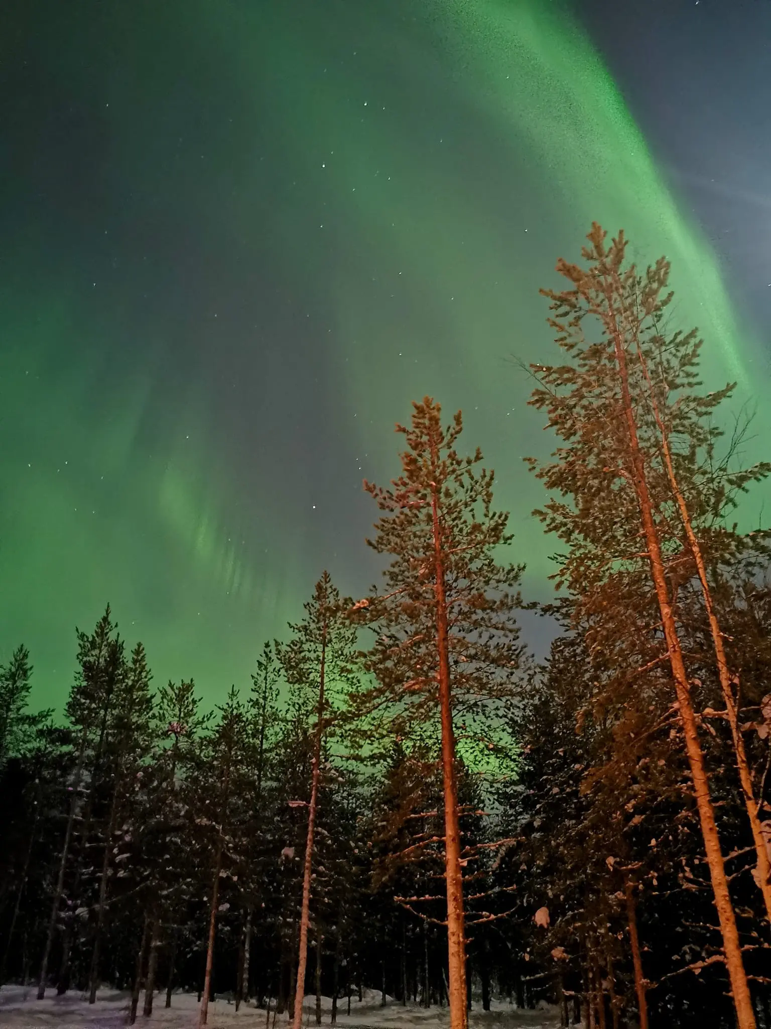 northern lights over a snowy forest in Lapland